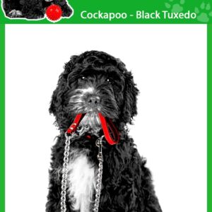 Ambientadores de coche Cockapoo blanco y negro para perros malolientes-