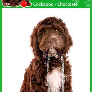Cockapoo Chocolate y Perro Blanco - 4 x Ambientadores Coche Perros Olor-